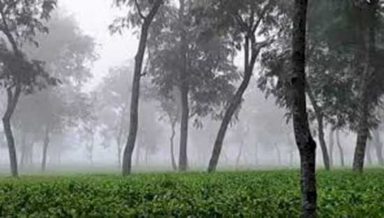 দেশের সর্বোচ্চ বৃষ্টিপাত শ্রীমঙ্গলে