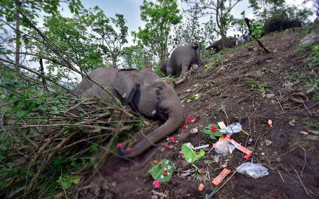 বজ্রপাতে প্রাণ গেল ১৮ হাতির