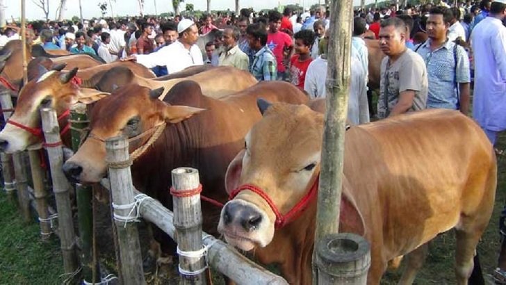 ১৫ জুলাই থেকে পশুর হাটে কেনা-বেচা চলবে