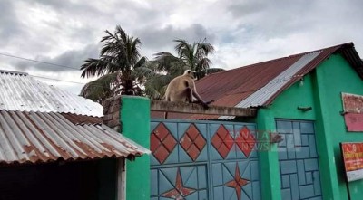 খাদ্য সংকটে বানর লোকালয়ে