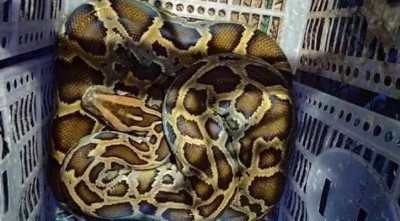 মঠবাড়িয়ায় ১২ ফুট  অজগর সাপ উদ্ধার