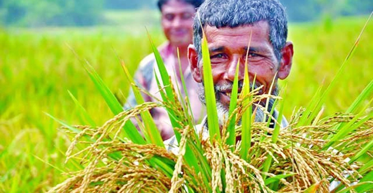 আউশে স্বপ্ন বুনছে কৃষকরা