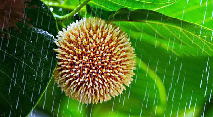 বর্ষা উৎসব হবে মঙ্গলবার