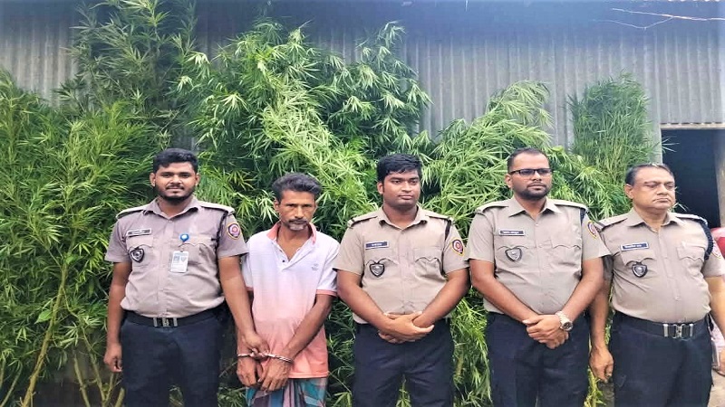 গাঁজা চাষীর স্বপ্নভঙ্গ করল প্রশাসন টাঙ্গাইলে ১১টি গাঁজা গাছসহ চাষী গ্রেফতার