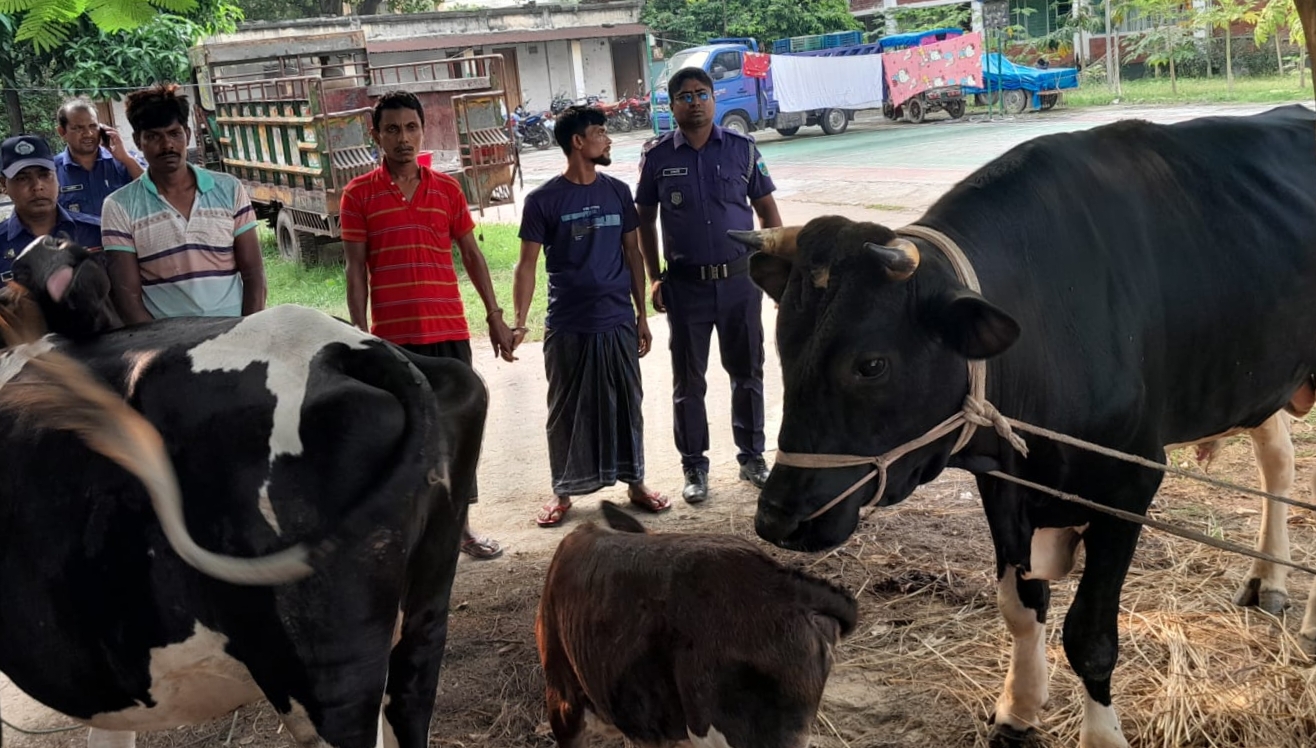 চাঁপাইনবাবগঞ্জে আন্ত:জেলা গরুচোর চক্রের ৩ সদস্য গ্রেপ্তার,নওগাঁ থেকে ৩টি চোরাই গরু উদ্ধার