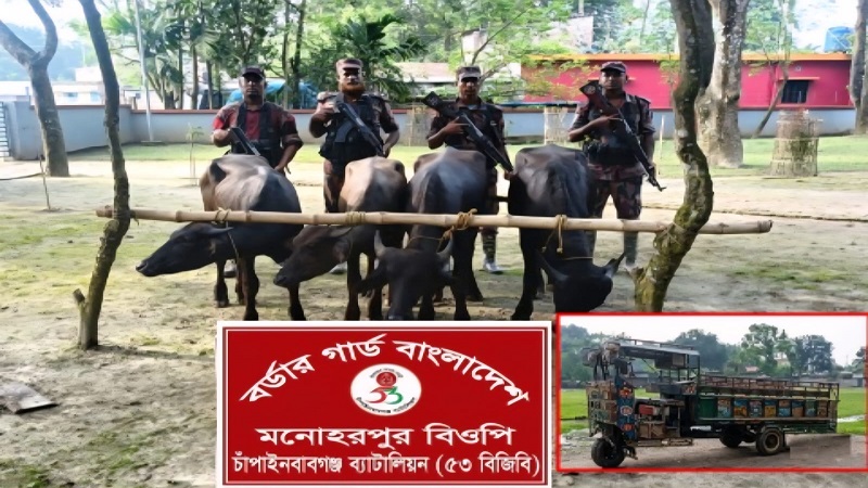 চাঁপাইনবাবগঞ্জে সীমান্তে ৪টি ভারতীয় মহিষ ও ১টি  ট্রলি গাড়ি জব্দ