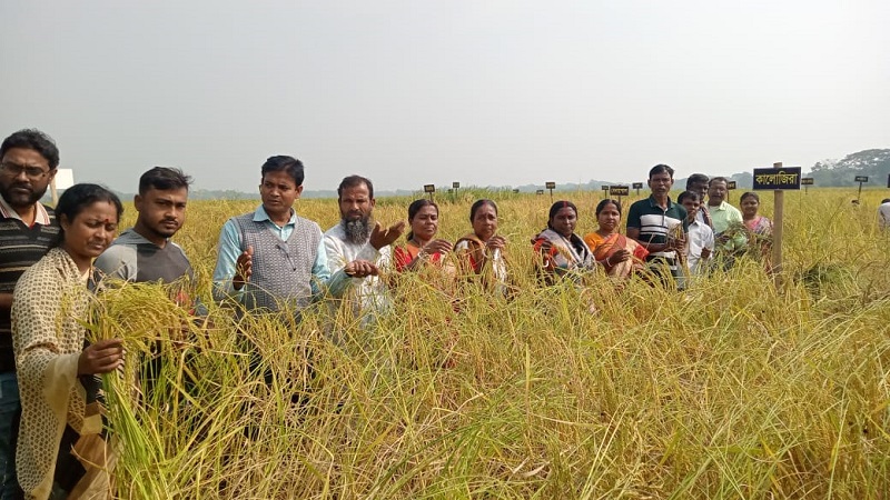 বটিয়াঘাটায় লোকজ’র কৃষক মাঠ দিবস পালন,২১ টি এলাকা উপযোগী আমন ধানের জাত নির্বাচন