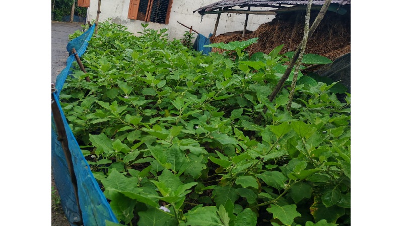 বাড়ির আঙিনায় বেগুন চাষ: সরকারি চাকুরিজীবী খান জাহান আলীর অভাবনীয় সাফল্য