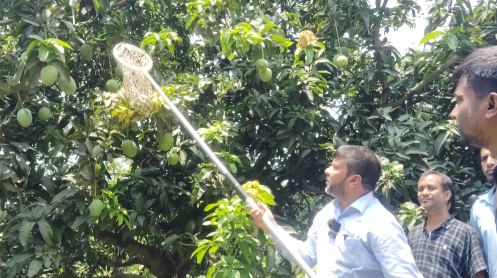 সাতক্ষীরায় আনুষ্ঠানিক ভাবে  আম সংগ্রহের উদ্বোধন 