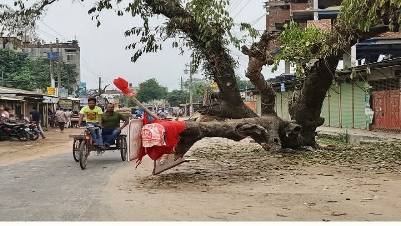 ঠাকুরগাঁও-পীরগঞ্জ পৌরসভা শহরে মূল সড়কের পাশে শতবর্ষী জাম গাছ পড়ে থাকায় যান চলাচলের বিঘ্ন