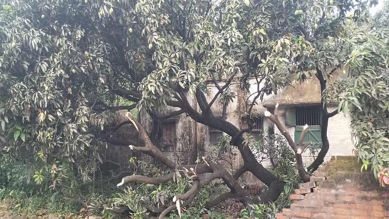 চাঁপাইনবাবগঞ্জে মৌসুমের প্রথম কাল বৈশাখির ছোবল,৫ হাজার হেক্টর জমির আম আক্রান্ত