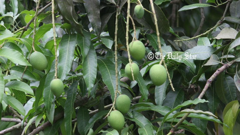 চাঁপাইনবাবগঞ্জে ৩৮দিন টানা খরার পর ২৫মিমি বৃষ্টিপাত, আমের উপকার