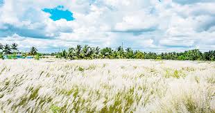 জা হা না রা  পা র ভী ন 
