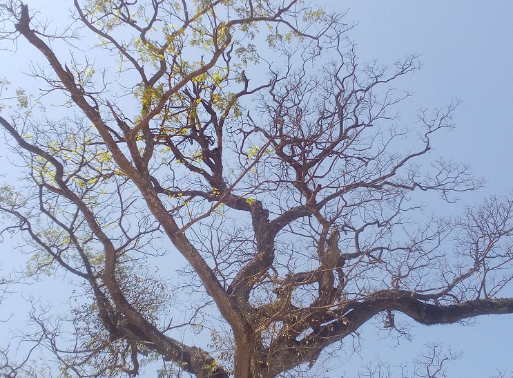 রায়গঞ্জের আঞ্চলিক মহাসড়কে মরা গাছ ঝুঁকি নিয়ে চলাচল হাজারো মানুষের