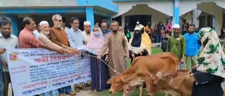 বাংলাদেশ এনজিও ফাউন্ডেশনের অর্থায়নে বরগুনায় বিনামূল্যে গাভী বিতরণ 
