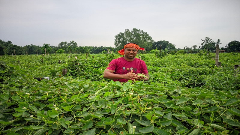 বীরগঞ্জে পটল চাষে কৃষকের বাজিমাত