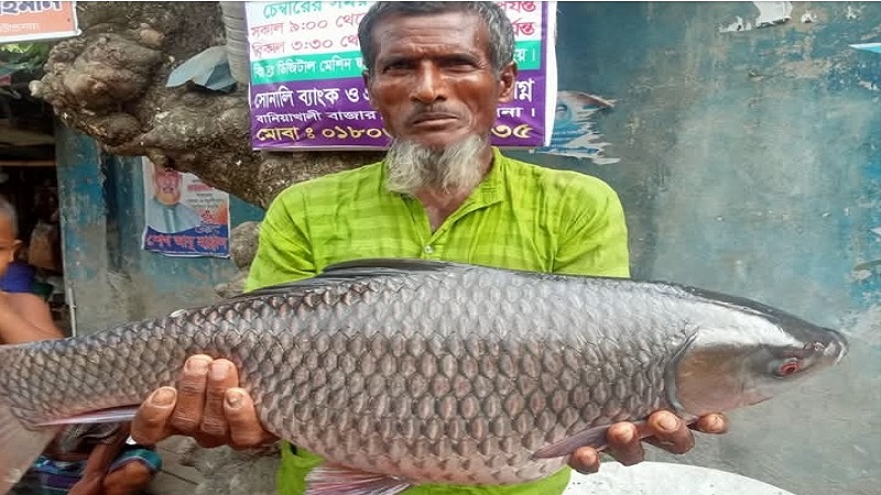 অভয়াশ্রমের সুফল:ডুমুরিয়ায় মরা ভদ্রা নদীতে মিলছে বড় সাইজের মাছ