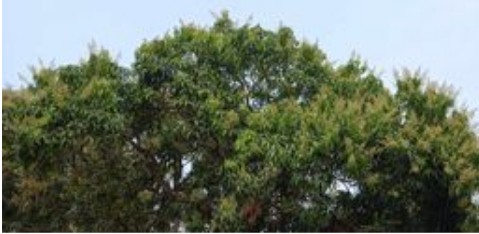 কপিলমুনিতে তীব্র শীত ও কুয়াশার কারণে আমের মুকুল ভালো না হওয়ায় আমচাষী ও বাগান মালিকরা দুশ্চিন্তায় 