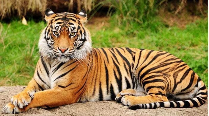 বাঘ নিয়ে যতকথা 