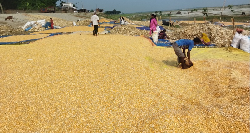 দৌলতপুর পদ্মার চরে ভুট্টা চাষে কৃষকের ব্যাপক সাফল্য