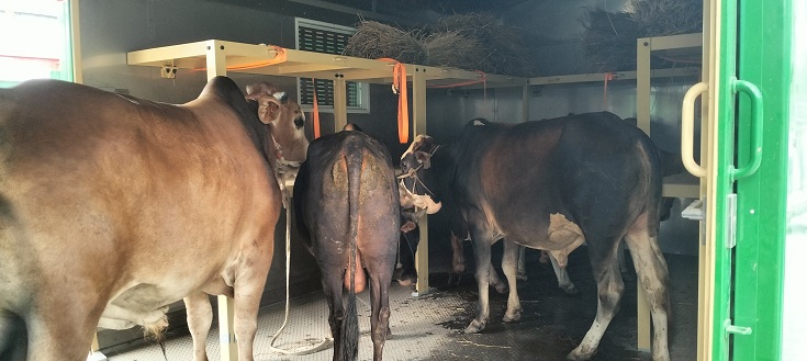 কোরবাণী ঈদ উপলক্ষে চাঁপাইনবাবগঞ্জ-পদ্মাসেতু-ঢাকা রুটে ক্যাটল স্পেশাল ট্রেন চলাচল শুরু