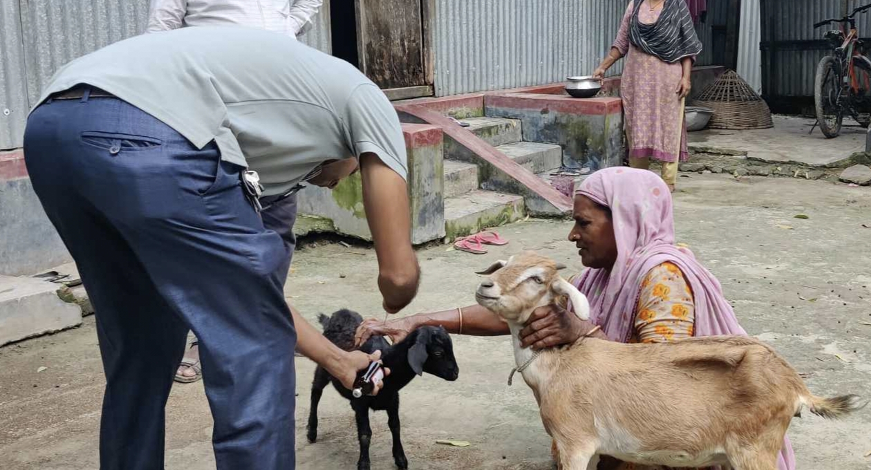 টাঙ্গাইলের পারবহুলীতে ছাগলের ভ্যাকসিন ক্যাম্প