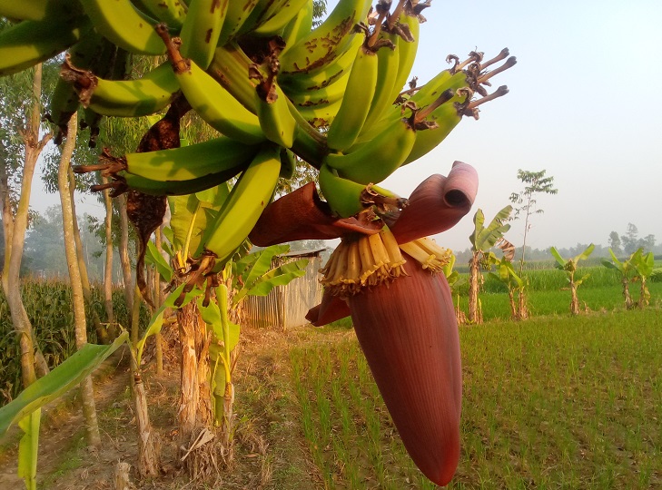 কলার দামে দিশেহারা রায়গঞ্জের নিম্ন ও মধ্যবিত্ত পরিবারের মানুষেরা