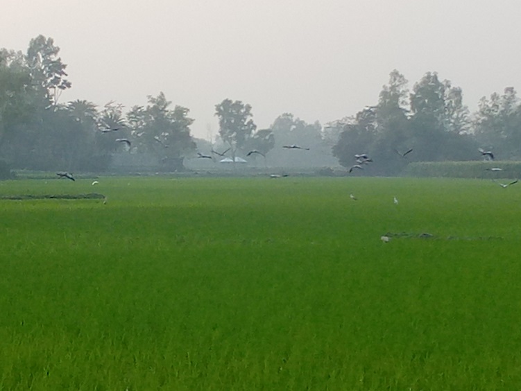 খাদ্যের সন্ধানে রায়গঞ্জের বিভিন্ন এলাকার ফসলের মাঠে মাঠে দেখা যাচ্ছে অতিথি পাখি