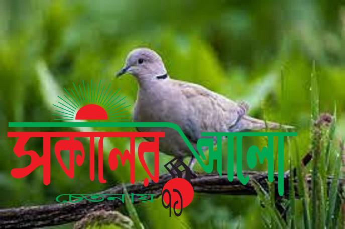 সকালের আলো |খুকুমণি ও ঘুঘু পাখি